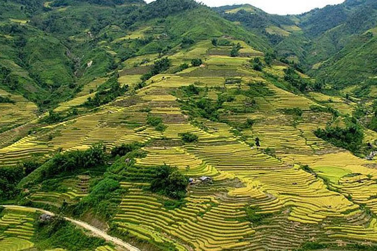 Phong Thổ (Lai Châu): Thực hiện tốt chính sách chi trả dịch vụ môi trường rừng