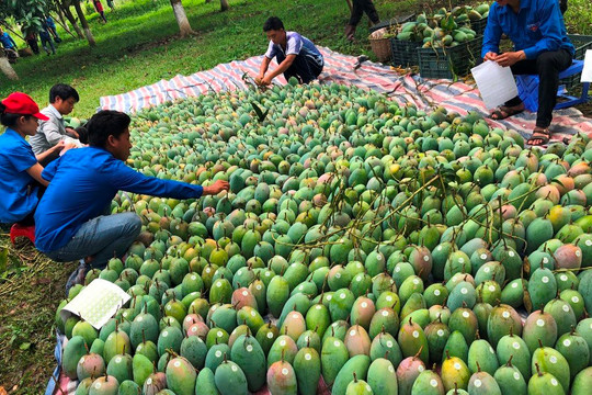 Sơn La: Tín hiệu tích cực từ xuất khẩu nông sản