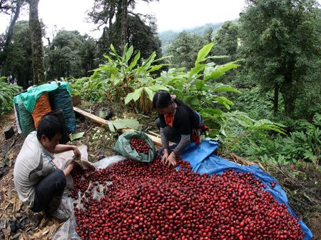 Lai Châu: Triển vọng từ trồng cây thảo quả dưới tán rừng