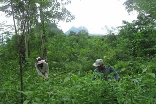 Chi trả dịch vụ môi trường rừng ở Bình Định: Rừng thêm xanh, người dân thêm thu nhập