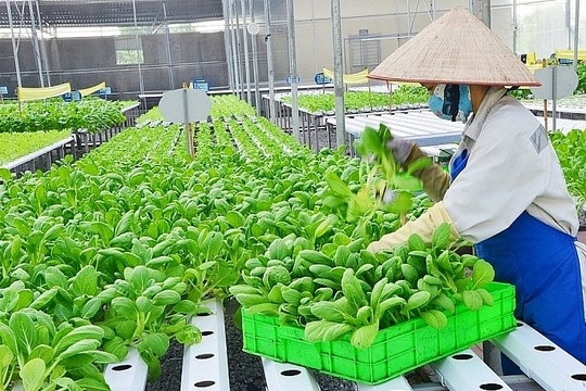 Hà Nội: Nâng cao hiệu quả sử dụng đất nông nghiệp, giảm nghèo bền vững
