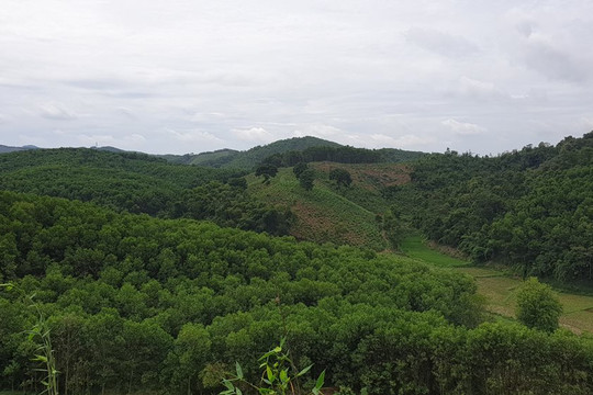 Thanh Hóa:  Bảo vệ rừng, phát triển kinh tế - xã hội