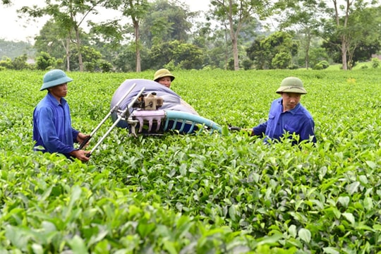 Ưu đãi tín dụng, hỗ trợ công nghệ cho đồng bào dân tộc miền núi