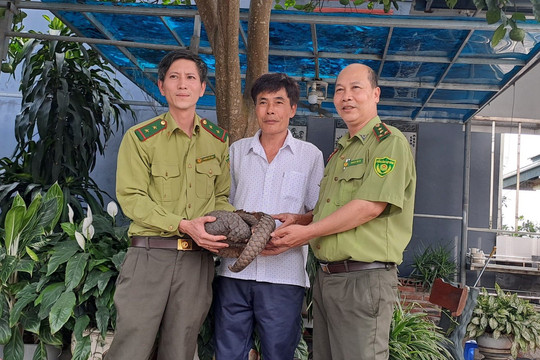 Vườn quốc gia Cúc Phương cứu hộ cá thể tê tê quý hiếm