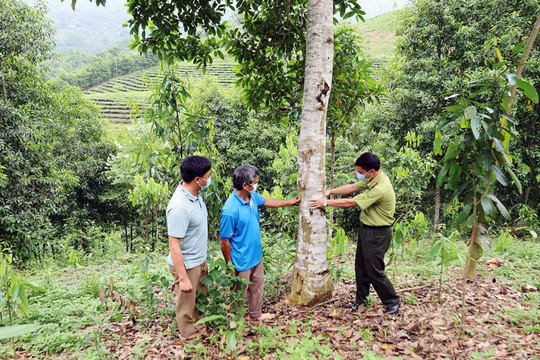 Lào Cai: Trồng và bảo vệ rừng như ông Phạm Văn Tuyên