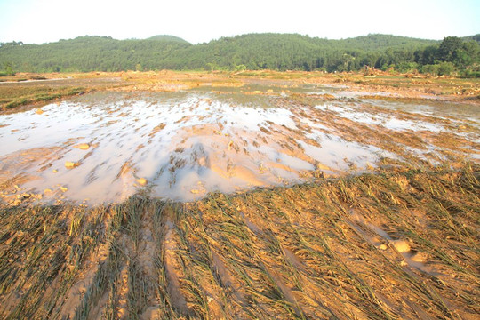 Vùng cao Nghệ An: Mở rộng đất canh tác để phát triển bền vững