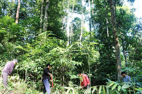 Xã Phình Giàng, Điện Biên Đông, Điện Biên: Đồng bào tích cực bảo vệ rừng