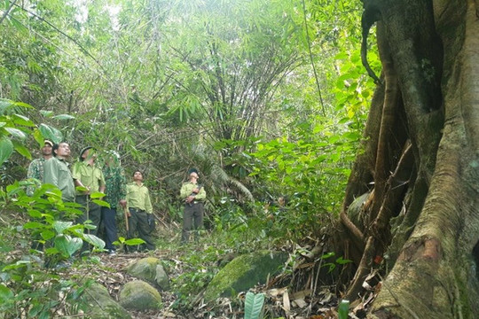 Đắk Nông: Phí dịch vụ môi trường rừng “tiếp sức” ngành lâm nghiệp