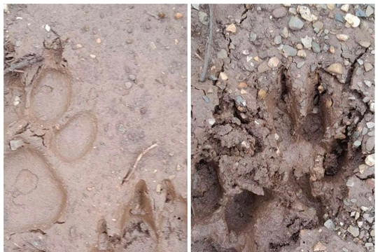 Sơn La: Phát hiện 2 cá thể nghi là hổ tại Mộc Châu