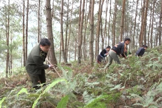 Sìn Hồ - Lai Châu bảo vệ và phát triển rừng