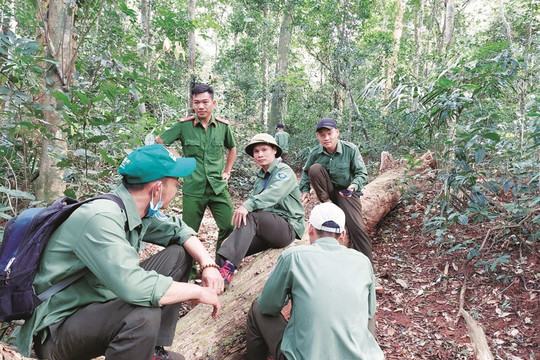 Công Ty TNHH MTV Lâm Nghiệp Nam Tây Nguyên: Chú trọng công tác quản lý, bảo vệ và phát triển rừng