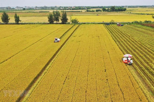 Dự án sử dụng đất trồng lúa có phải đánh giá tác động môi trường?