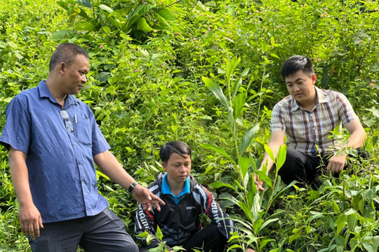 Quảng Nam: Khai thác thế mạnh từ rừng giúp người dân thoát nghèo