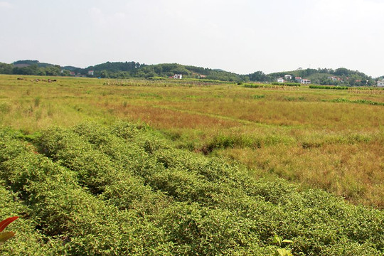 Bắc Giang: Tăng cường quản lý và sử dụng quỹ đất nông nghiệp công ích