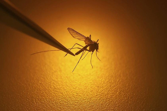 Biến đổi khí hậu làm tăng nguy cơ mắc các bệnh do muỗi truyền