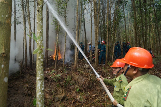 Quảng Ngãi: Sẵn sàng các phương án phòng chống cháy rừng trong cao điểm nắng nóng