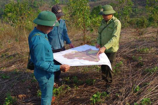 Điện Biên: Hoàn thành kế hoạch trồng rừng thay thế năm 2023