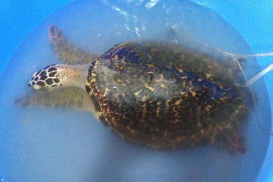Bình Định liên tiếp giải cứu rùa biển