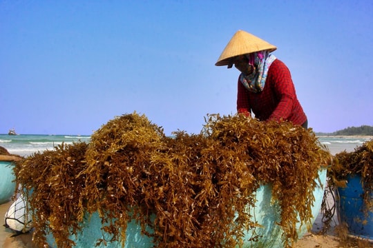 Quảng Ngãi: Khai thác rong mơ phù hợp để có nguồn sinh kế bền vững