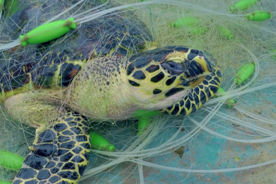 Ra mắt phim ngắn kêu gọi bảo vệ các loài rùa biển