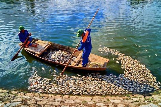 Hải Phòng: Khắc phục tình trạng cá chết trên hồ An Biên