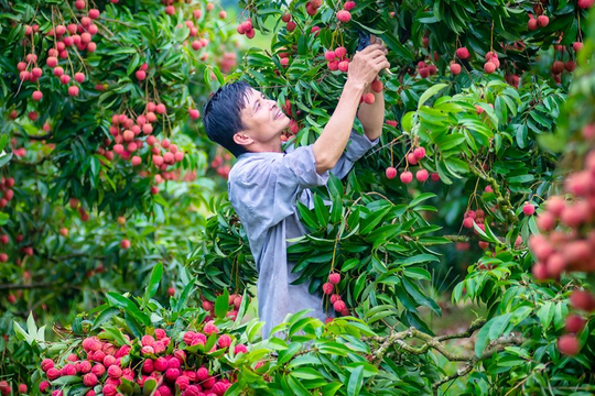 Bắc Giang: Triển khai chiến lược xuất khẩu hàng hóa đến năm 2030