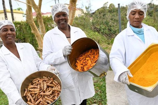 Chuyển đổi phương thức sản xuất lương thực ở Mauritius: Chống biến đổi khí hậu