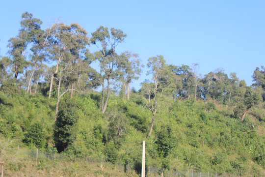 Lai Châu rừng được phủ xanh người dân có thu nhập