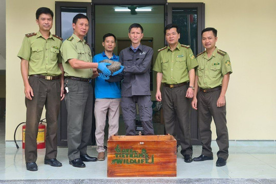 Vườn quốc gia Cúc Phương cứu hộ thành công 2 cá thể tê tê