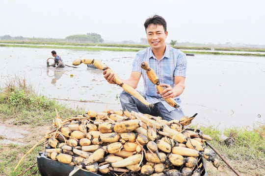 Chàng trai Bắc Giang khởi nghiệp từ trồng sen