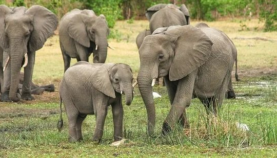 Ngày Quốc tế voi 2023: Nâng cao nhận thức về các vấn đề voi phải đối mặt
