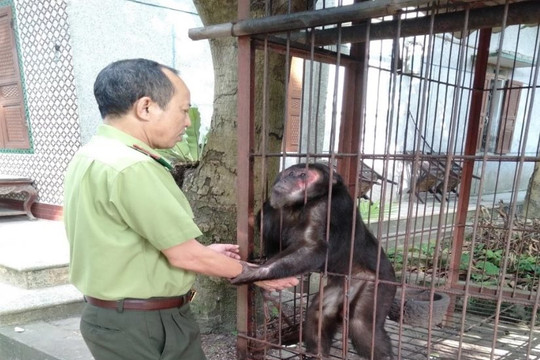 Vườn quốc gia Xuân Sơn tiếp nhận cá thể Khỉ mặt đỏ