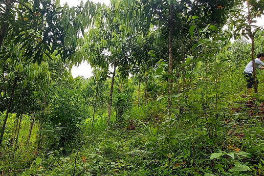 Ngát xanh những cánh rừng “đặc sản”