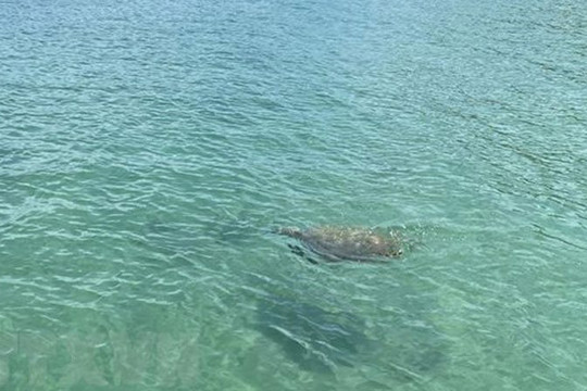Rùa biển quý hiếm bất ngờ xuất hiện tại vùng biển Cô Tô
