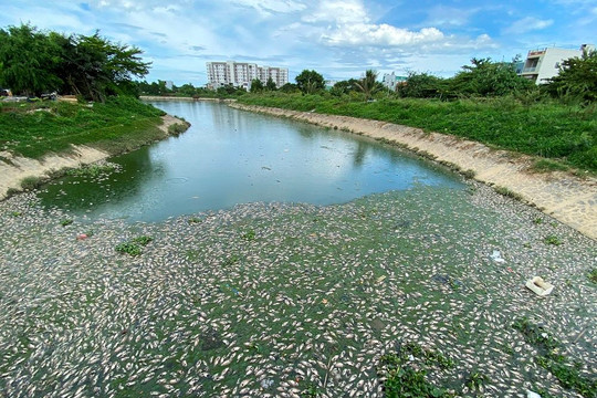 Đà Nẵng: Cá lại chết nổi kín kênh Đa Cô