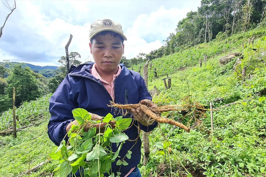 Quảng Nam: Khai thác thế mạnh đất đai, thổ nhưỡng để phát triển nông, lâm nghiệp sạch