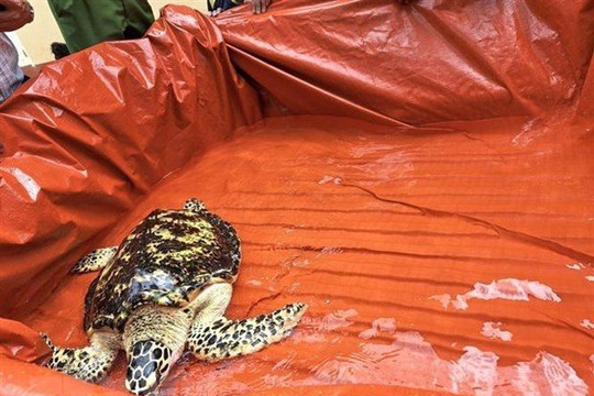 Đồng Nai: Bàn giao thành công rùa biển quý hiếm có nguy cơ tuyệt chủng