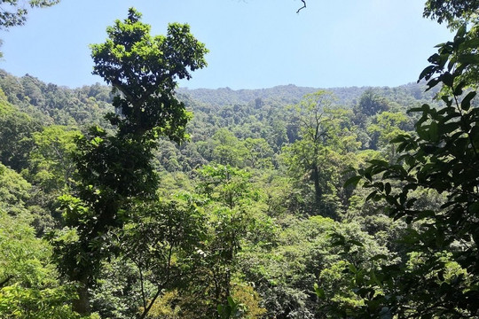 Bảo tồn đa dạng sinh học và tạo sinh kế bền vững dưới tán rừng