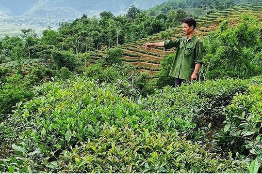 Lai Châu chú trọng đầu tư phát triển cây chè