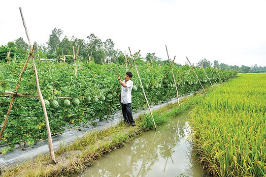 Thực hiện chuyển đổi cơ cấu cây trồng trên đất trồng lúa tỉnh Cao Bằng