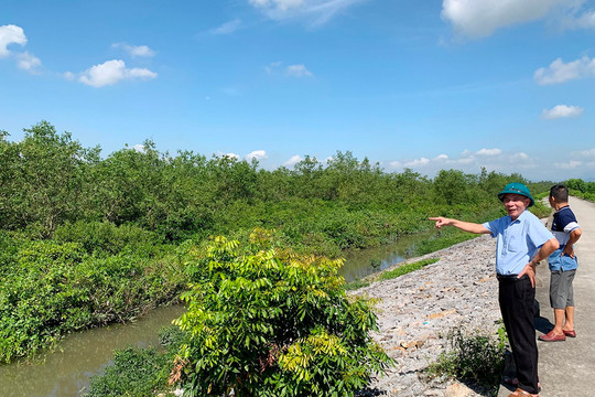 Rừng ngập mặn ở Quảng Ninh: Sinh kế bền vững cho người dân