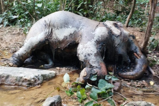 Nghệ An: Điều tra nguyên nhân con voi bị chết ở Thanh Chương