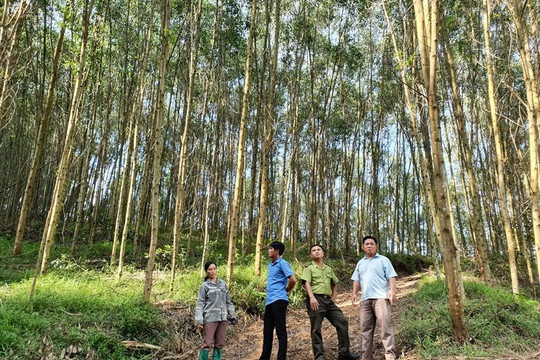 Sơn Động – Bắc Giang: Làm giàu từ rừng sản xuất