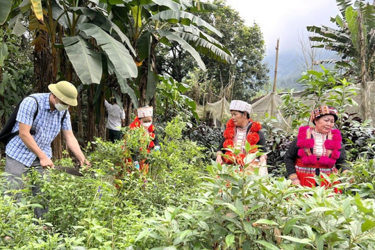 Phát triển cây dược liệu - “bài toán” thoát nghèo cho người dân vùng cao Hà Giang