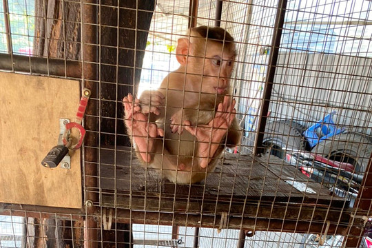 VQG Hoàng Liên tiếp nhận 2 cá thể khỉ thuộc mục nguy cấp, quý hiếm