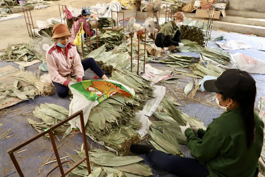 Người dân Phú Thọ làm giàu từ… lá cây