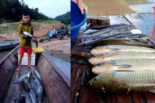 Nghệ An: Người dân làm giàu từ nghề nuôi cá lồng ở lòng hồ thủy điện
