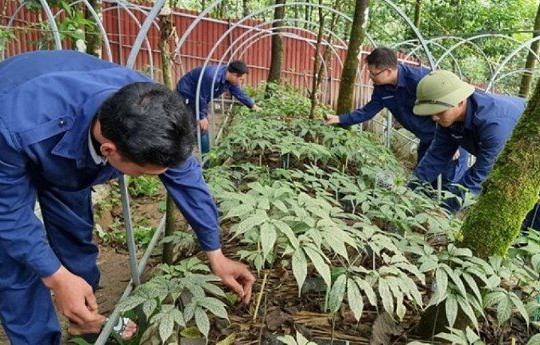 Lai Châu: Mục tiêu bảo tồn, phát triển 10.000ha sâm dưới tán rừng