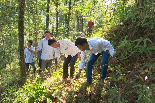 Lai Châu: Động lực để người dân bảo vệ và phát triển rừng