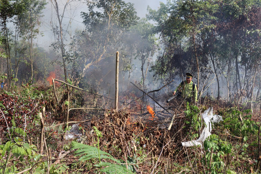 Tủa Chùa (Điện Biên): Tăng cường bảo vệ và phát triển rừng